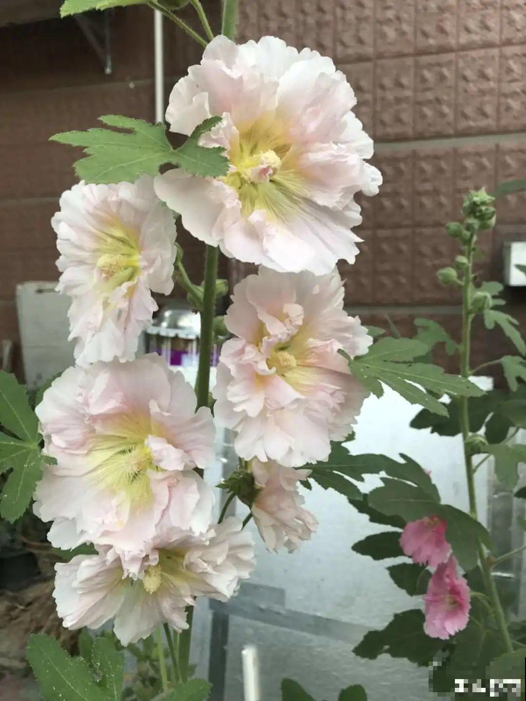 晒不死、热不死的花,越晒花越多,越热长越快 晒不死、热不死的花,越晒花越多,越热长越快