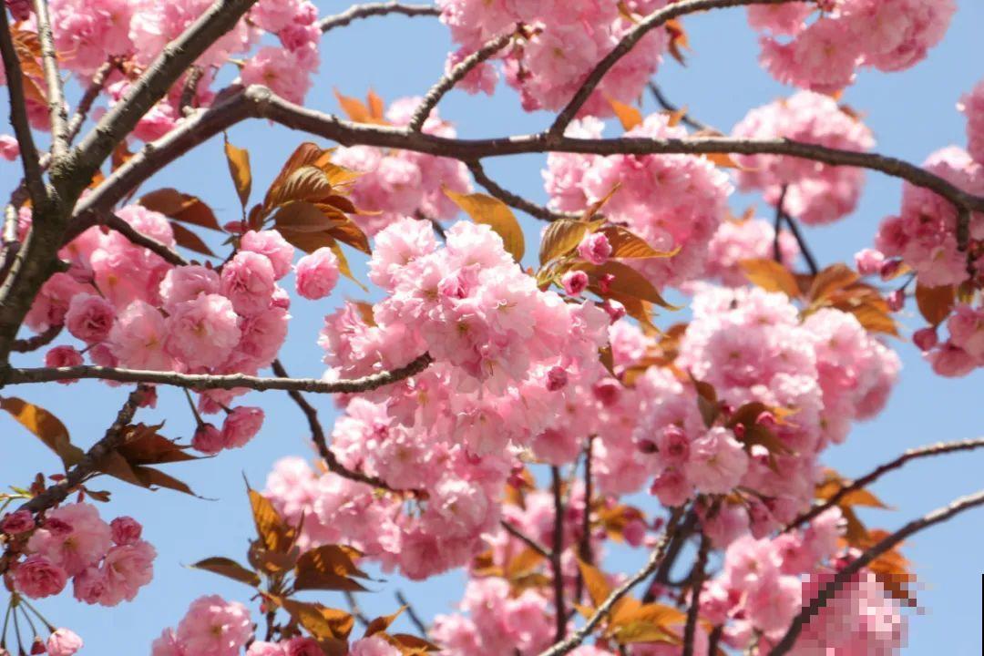 清明赏花，带上这份花卉图谱，变身行走的识花机器