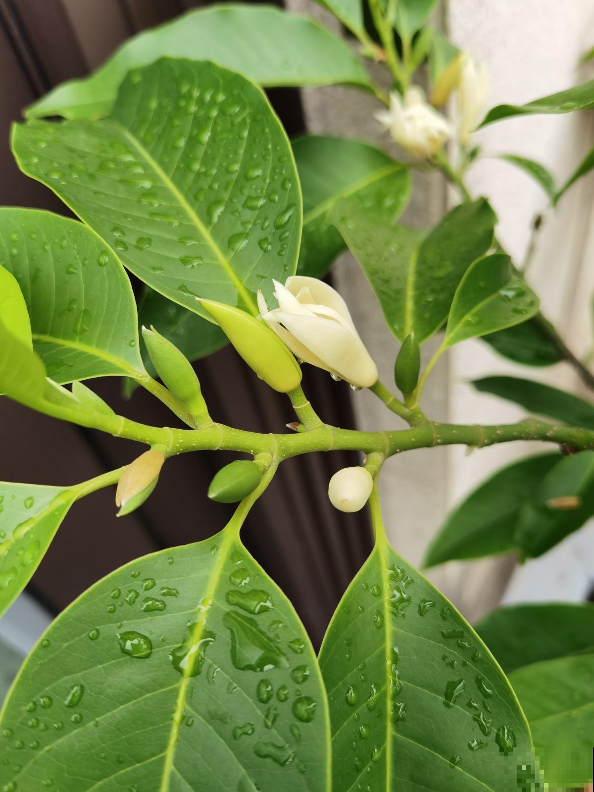 网红花不一定好养,跟风买要慎重,千万别盲目 网红花不一定好养,跟风买要慎重,千万别盲目