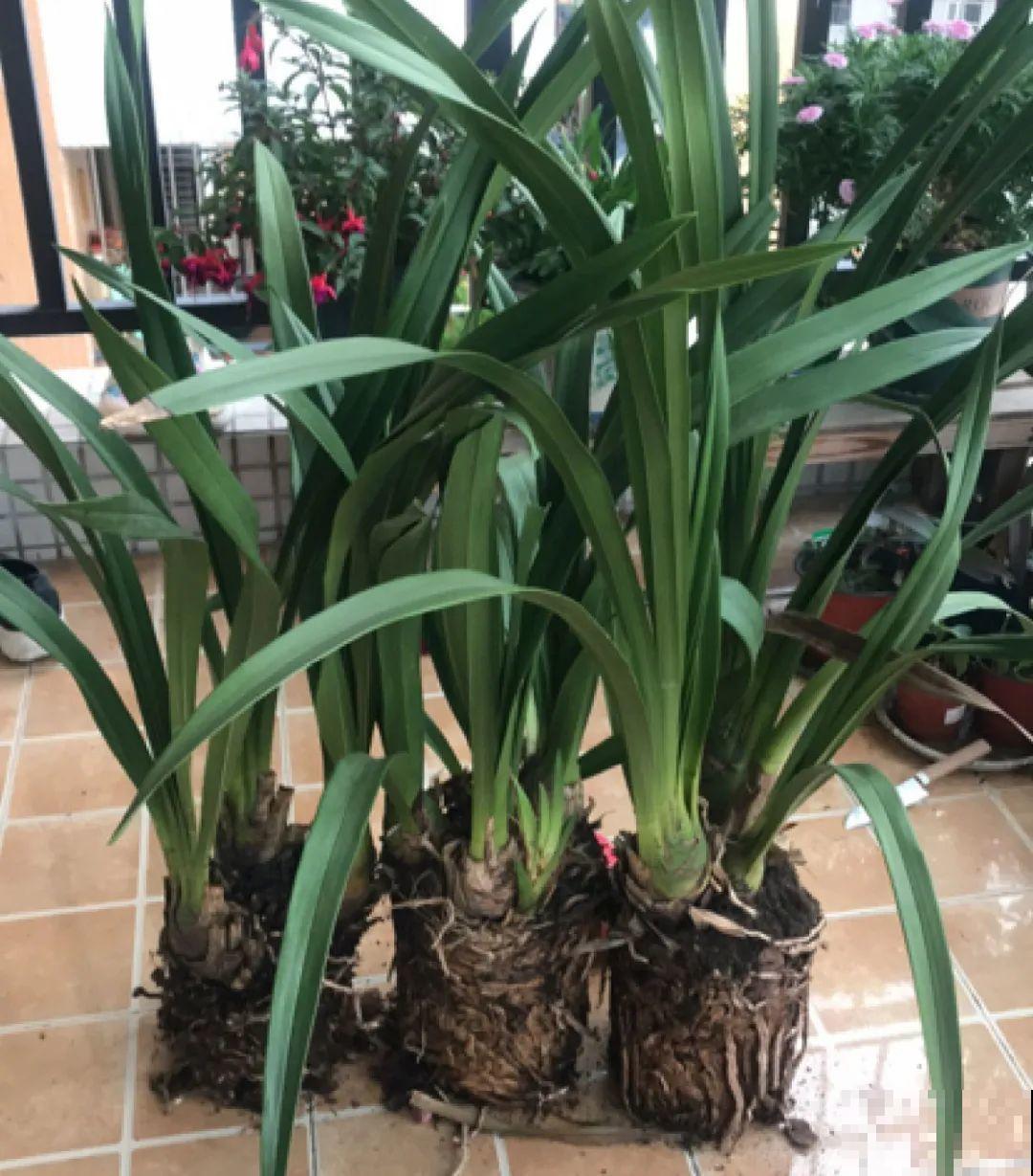 牡丹就得大花盆养，不然营养不够，很难开花