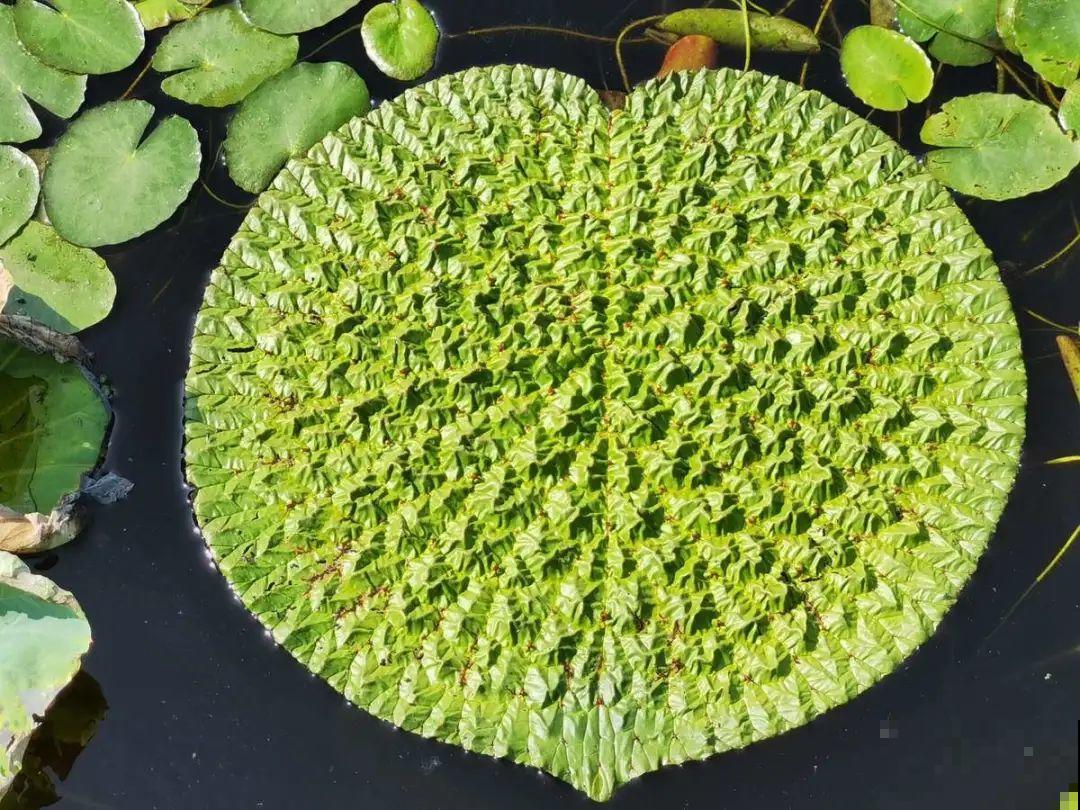 春天的野菜大全,小心辨认,千万别挖错了 春天的野菜大全,小心辨认,千万别挖错了