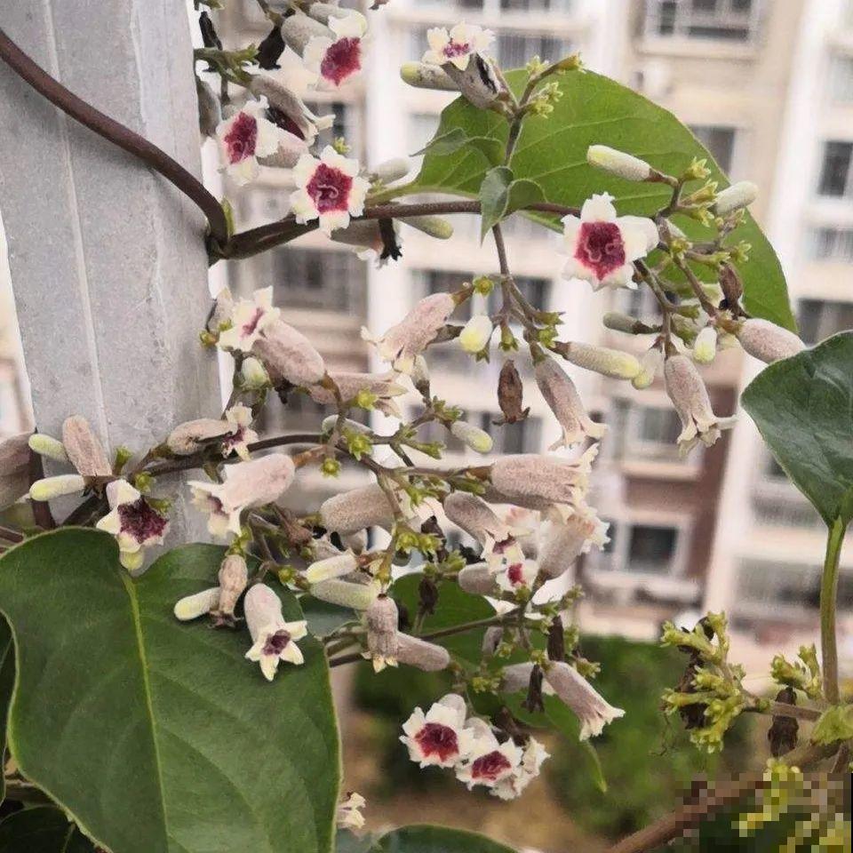 屋里种一棵爬藤花，夏天开花超旺，越热开花越多