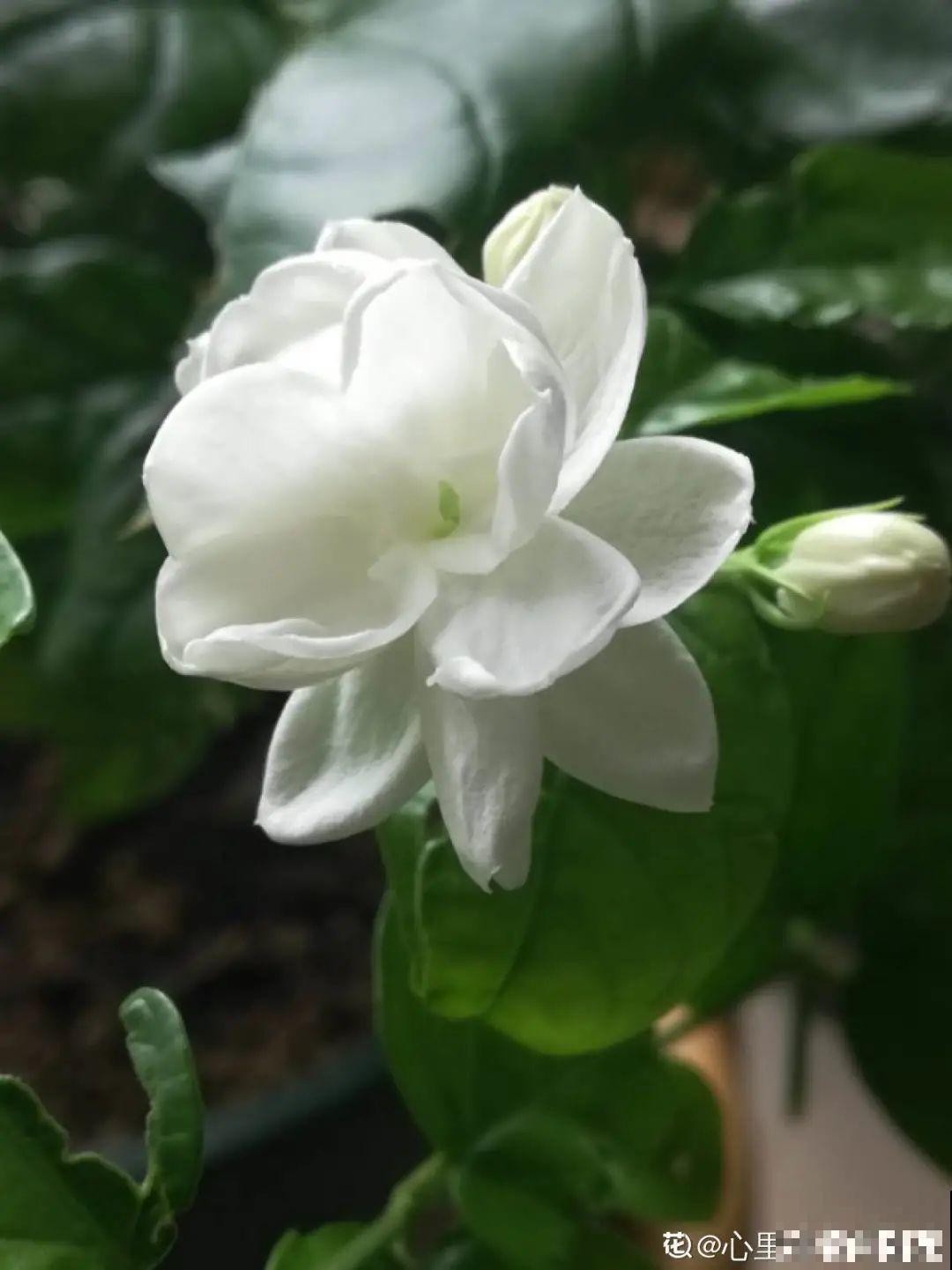 晒不死、热不死的花,越晒花越多,越热长越快 晒不死、热不死的花,越晒花越多,越热长越快