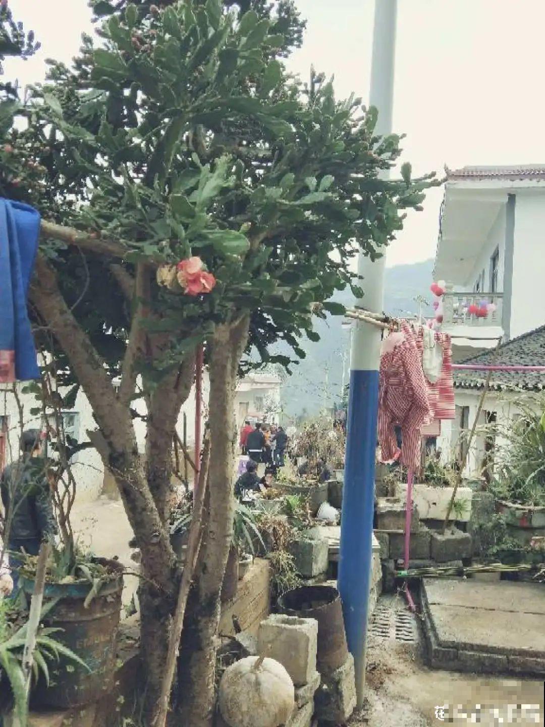 家里养盆镇宅花，越长越霸气，安全感十足