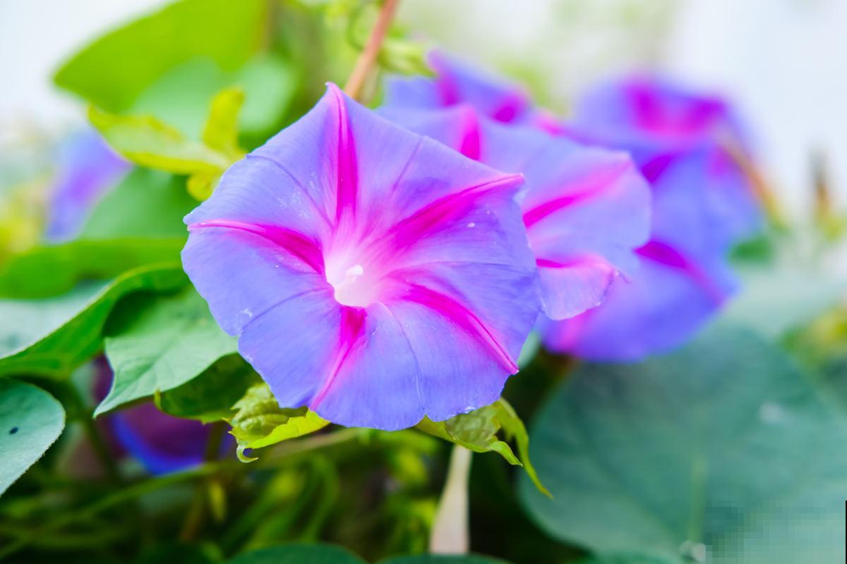 家里只要养一种花，夏天变成“花帘子”，天天看心情都变好