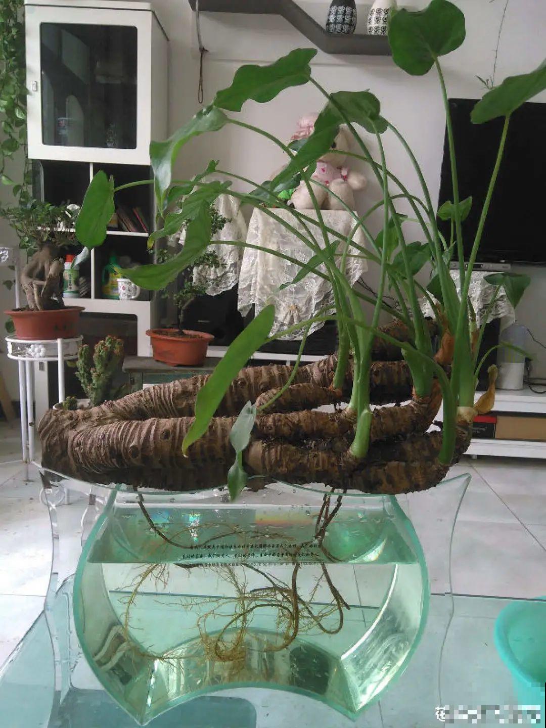 半死不活的花,扔水里,突然长疯了 半死不活的花,扔水里,突然长疯了