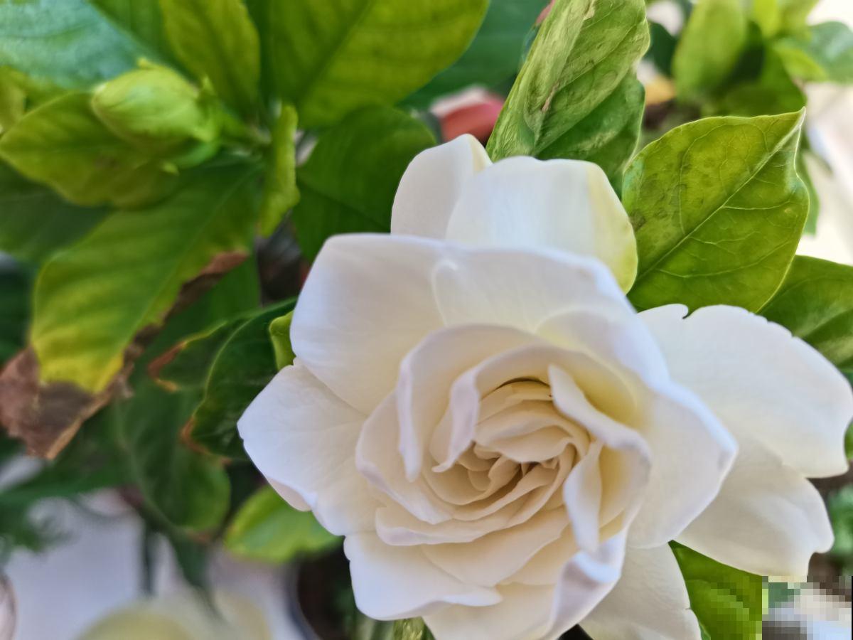 春天养护栀子花，要分清南北方，用对方法才是关键