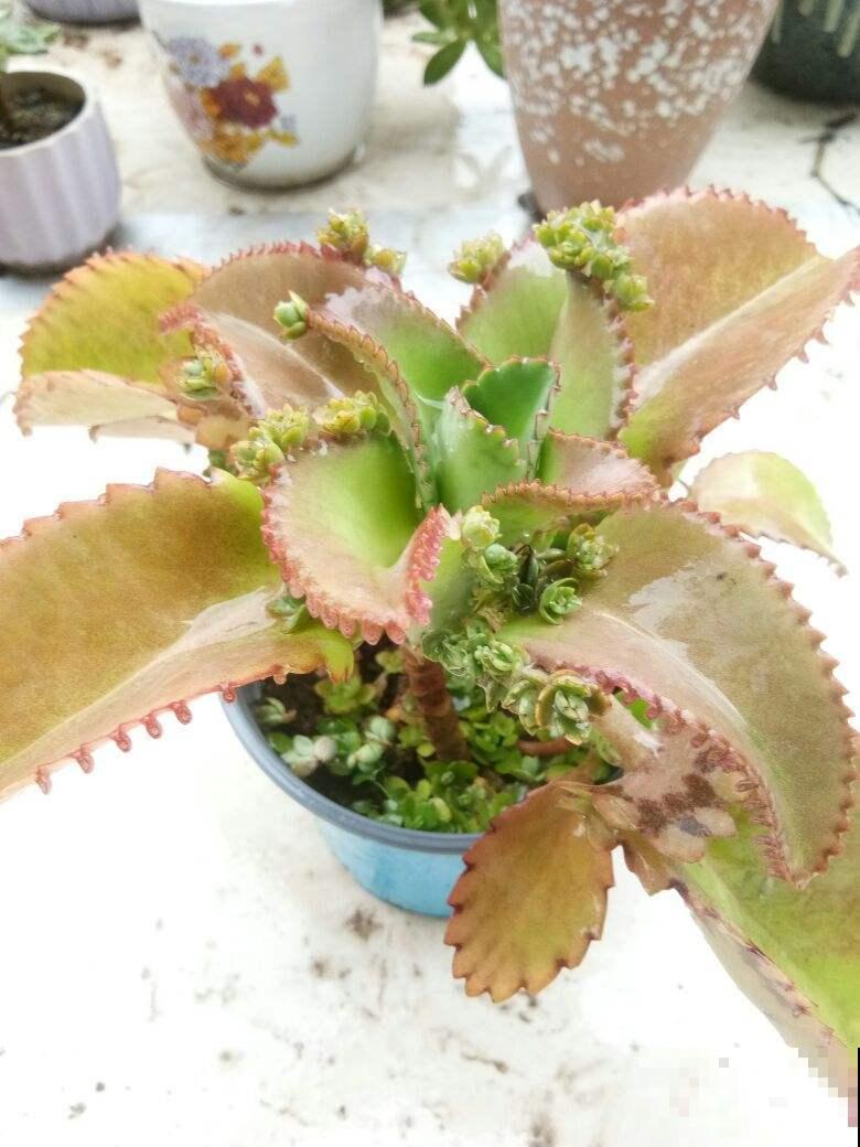 夏天养花不好养,那是你没见过这4种,一碰土就能活! 夏天养花不好养,那是你没见过这4种,一碰土就能活!