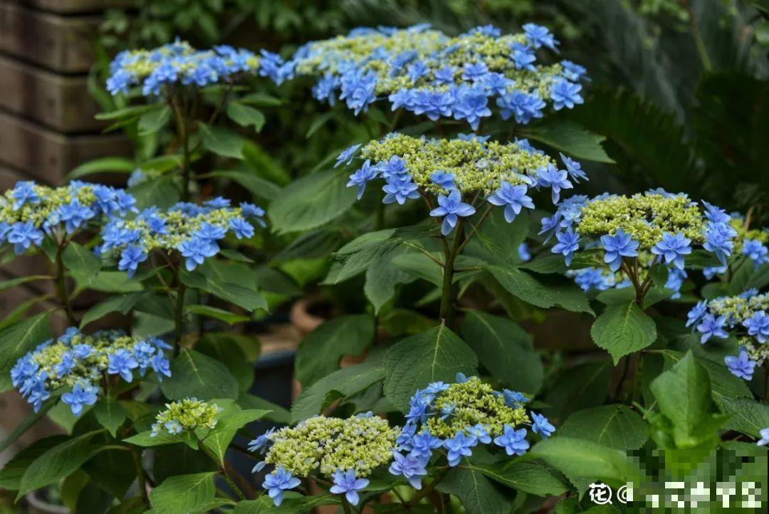 2021流行的花，仙女气质真漂亮，看完就想养