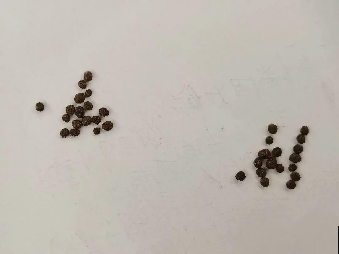 20种花不用买，开完花等20天，爆出好多种子！