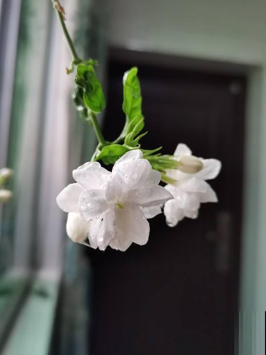 这5种花不怕晒，越热越长得旺，夏天开爆盆！