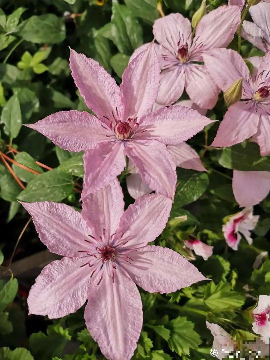 花园“三剑客”，可不太好养，能养好的都是高手