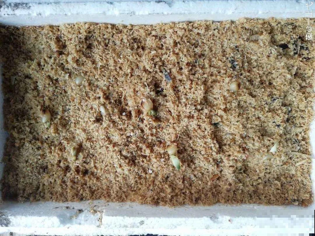 春天最佳繁殖季，扦插播种分株压条，成活率特高