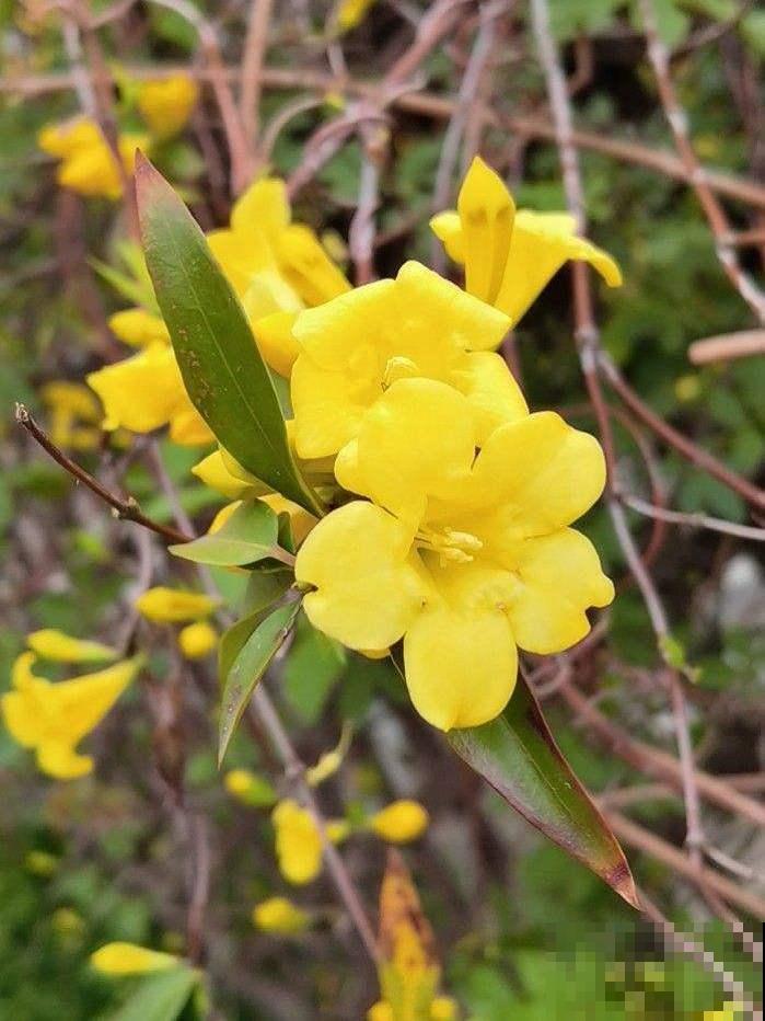 现实中这两种草,竟是武侠里的断肠草,毒性太强,一碰即“断肠” 现实中这两种草,竟是武侠里的断肠草,毒性太强,一碰即“断肠”