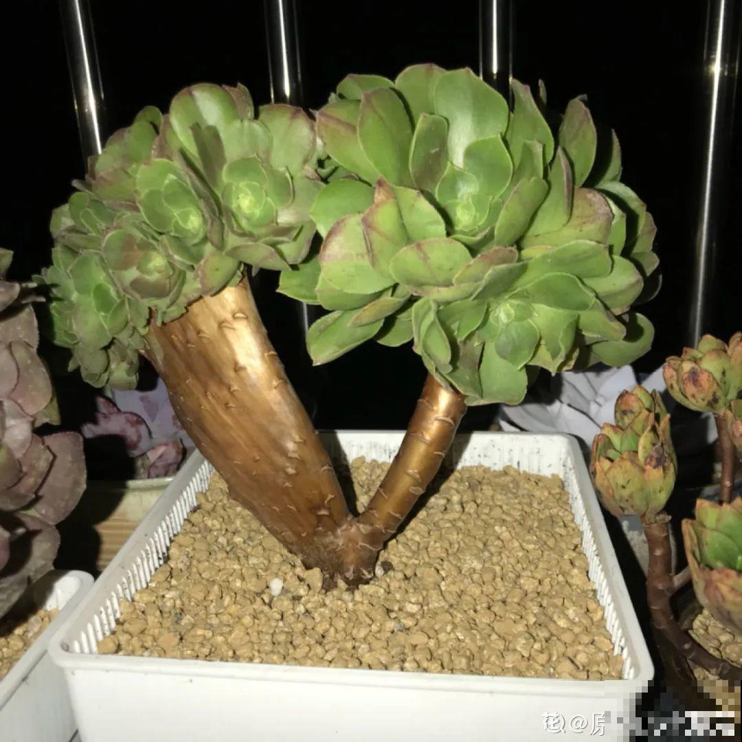 温度差不多稳定了,要准备给多肉换盆,记住这7个步骤 温度差不多稳定了,要准备给多肉换盆,记住这7个步骤