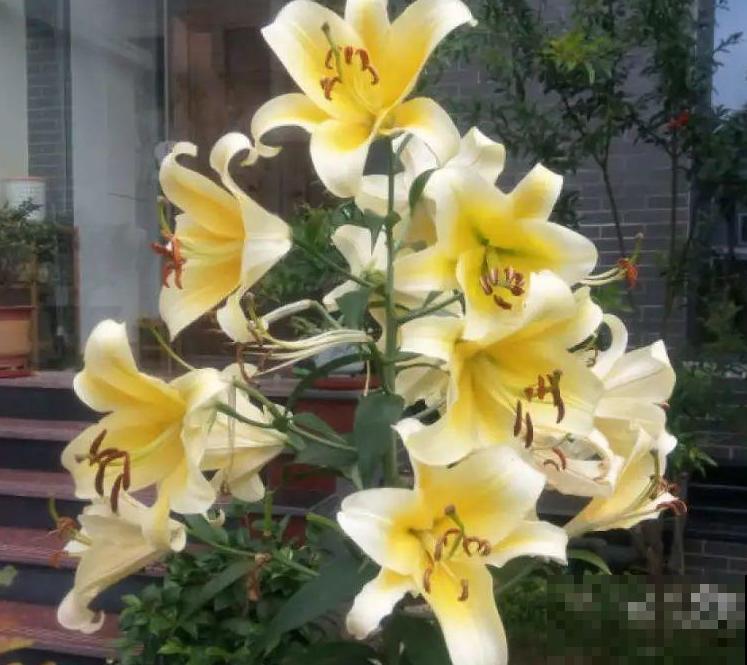 家里养盆“大脸”花，开花巨无霸，看着就喜庆