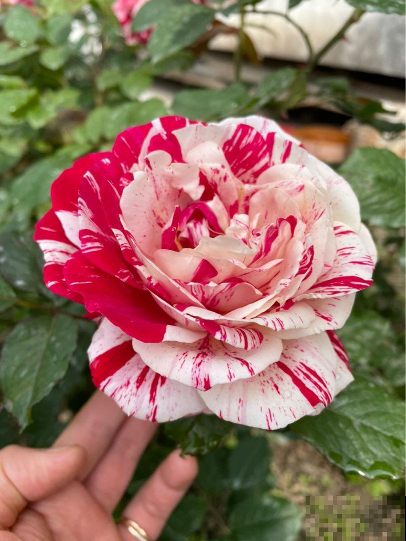 5个养花好方法，养花高手们都在用，特简单