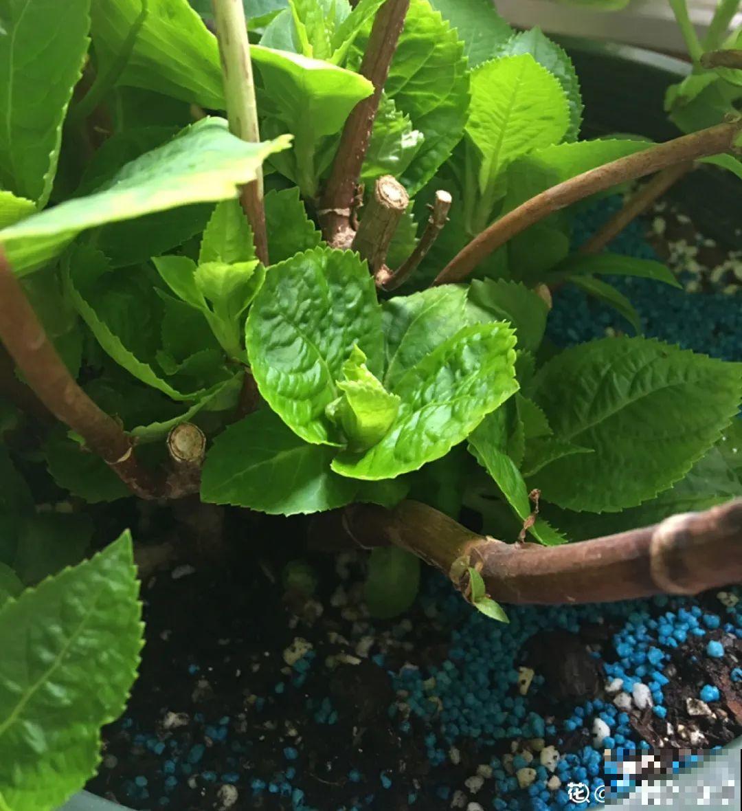 春天肥料要用对，根据植株种类施，效果更好