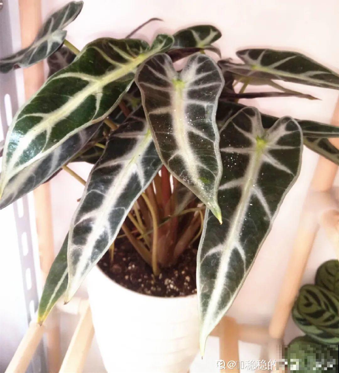 28种耐阴花，没光也能开爆盆，养在家里超有范儿