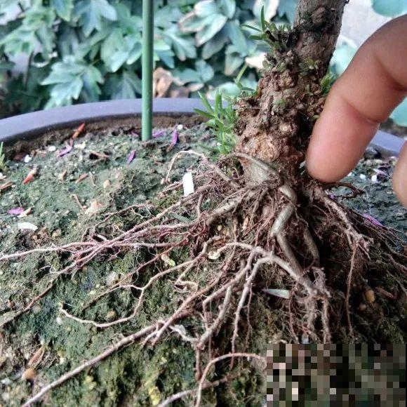 5年的马齿苋，长成“一棵小树”，真头一回见