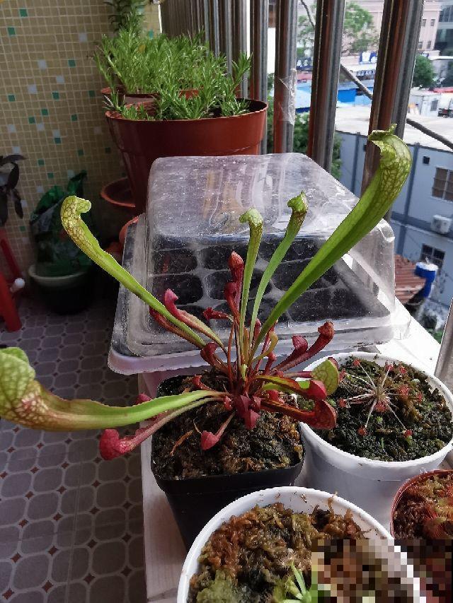 在家做个玻璃生态缸，各种植物随心养，自己就能活！