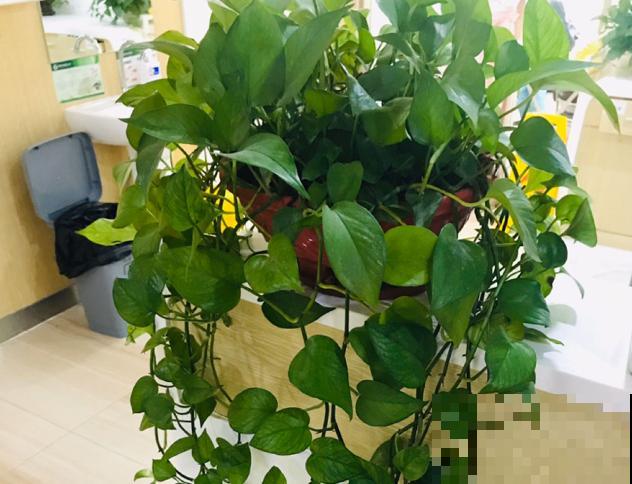 绿萝春天黄叶，赶紧看根部，可能烂了