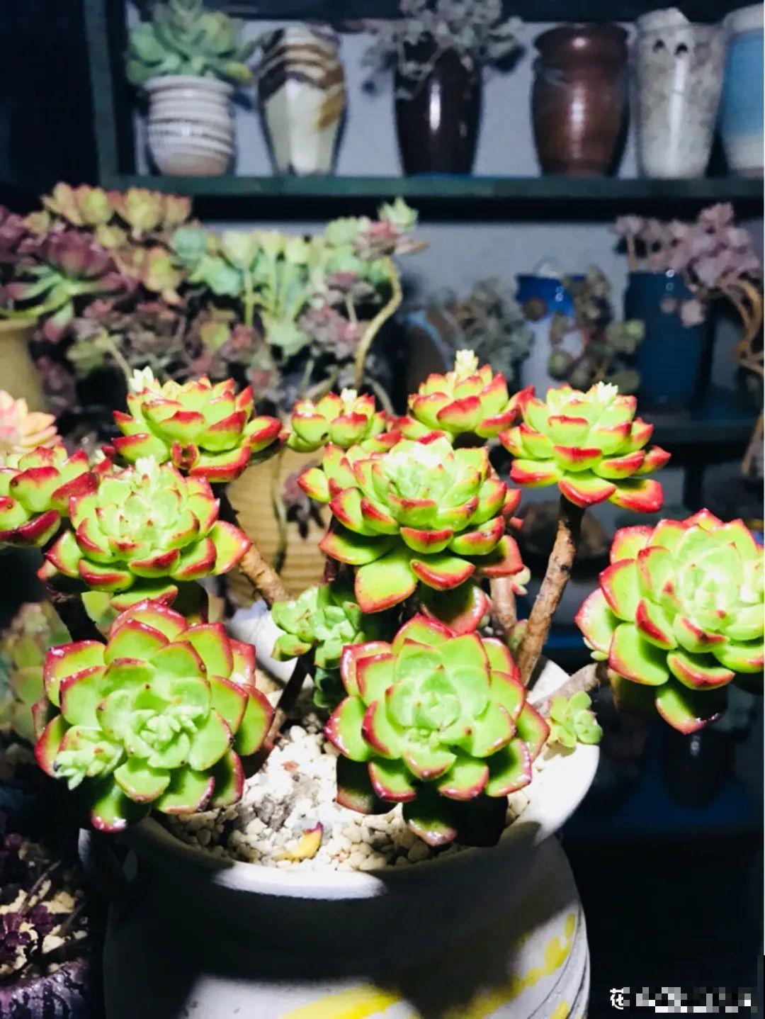 多肉老桩属实震撼，颜值都很高，越养越上瘾