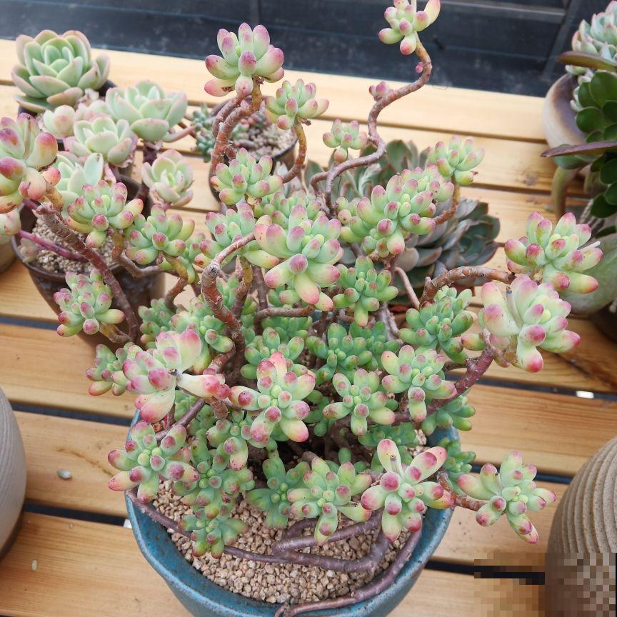 4种“省钱植物”，实在太贴心，掐个枝条插土里就能活