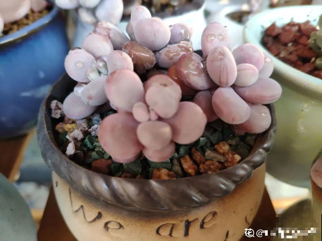 超过28℃,多肉7个现象就很危险,现在知道还不晚 超过28℃,多肉7个现象就很危险,现在知道还不晚