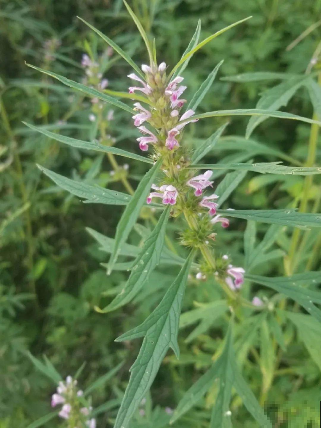 春天的野菜大全,小心辨认,千万别挖错了 春天的野菜大全,小心辨认,千万别挖错了