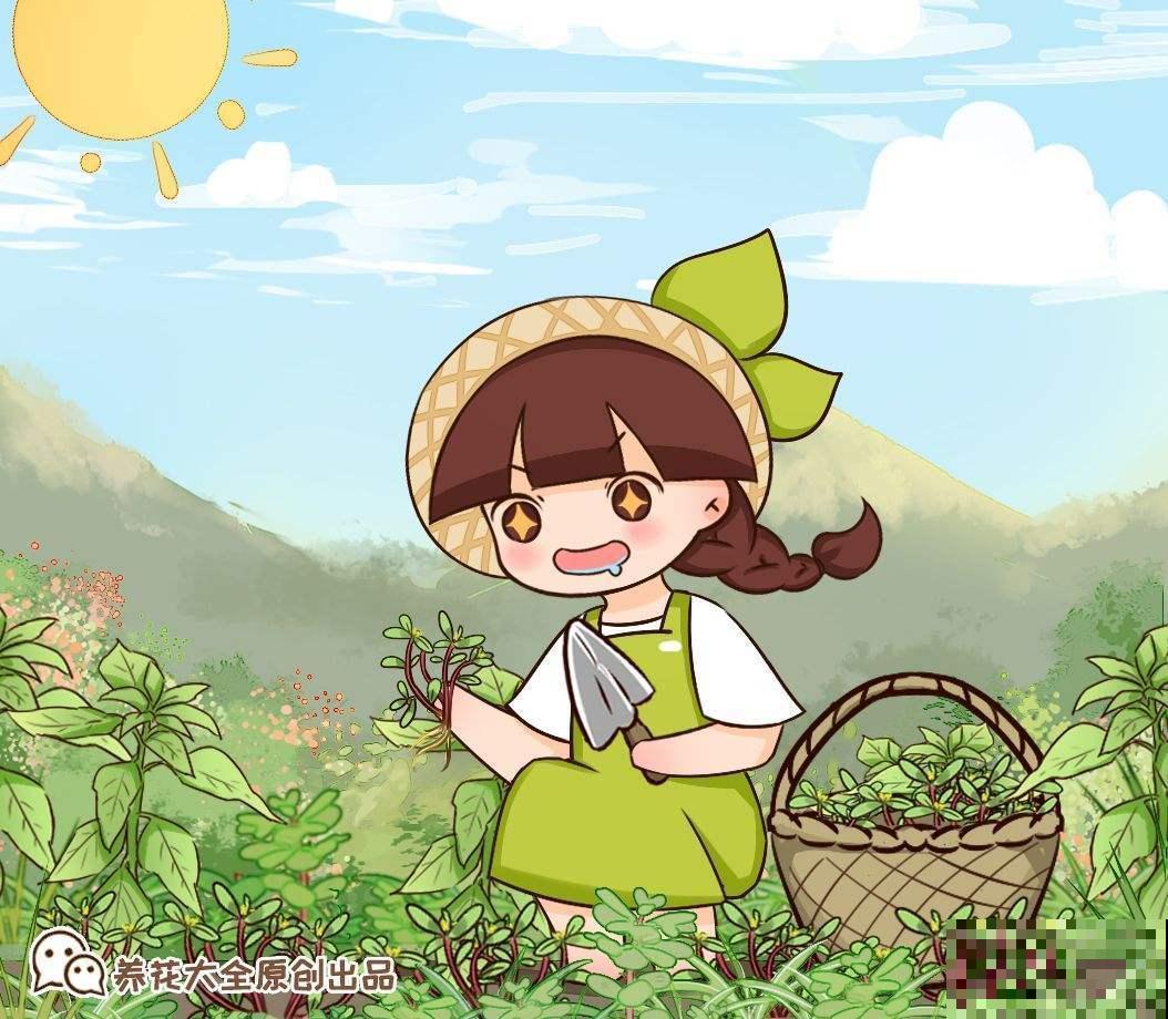 这些“草”其实是野菜，长路边没人要，超市争着买！