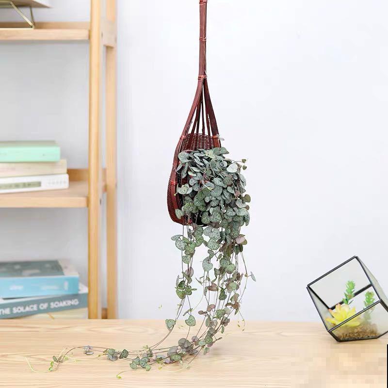 养多肉选能爬藤的，枝叶长得快，呼呼爬墙