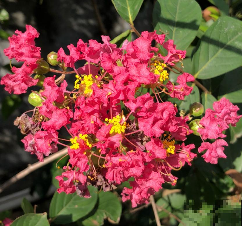 80种常见花卉，读过后，花名难不倒你