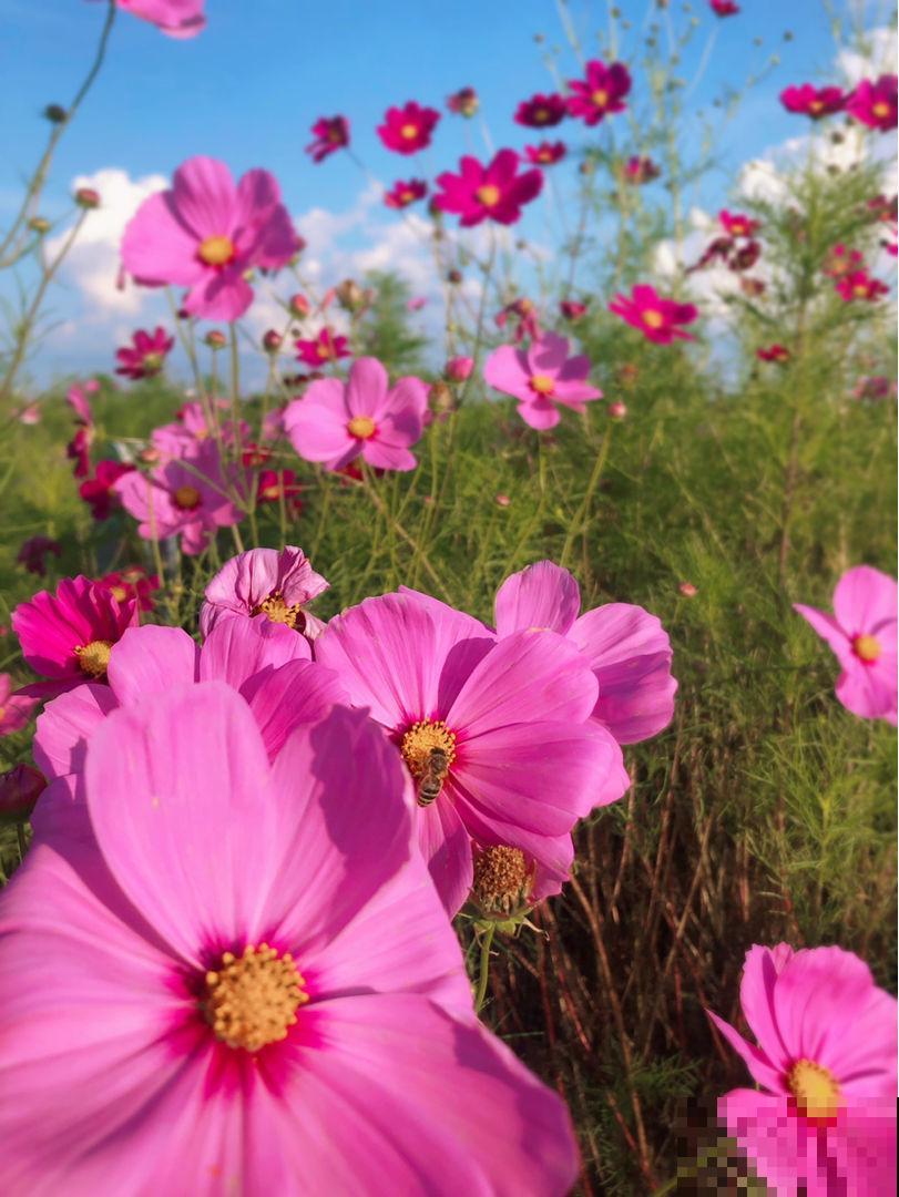 适合孩子们养的花,个个好养易爆盆,开花五颜六色真好看 适合孩子们养的花,个个好养易爆盆,开花五颜六色真好看