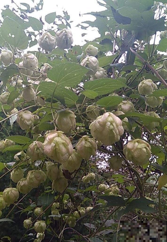 啤酒为什么叫啤酒？都是因为这种花，加入一点口感变好！