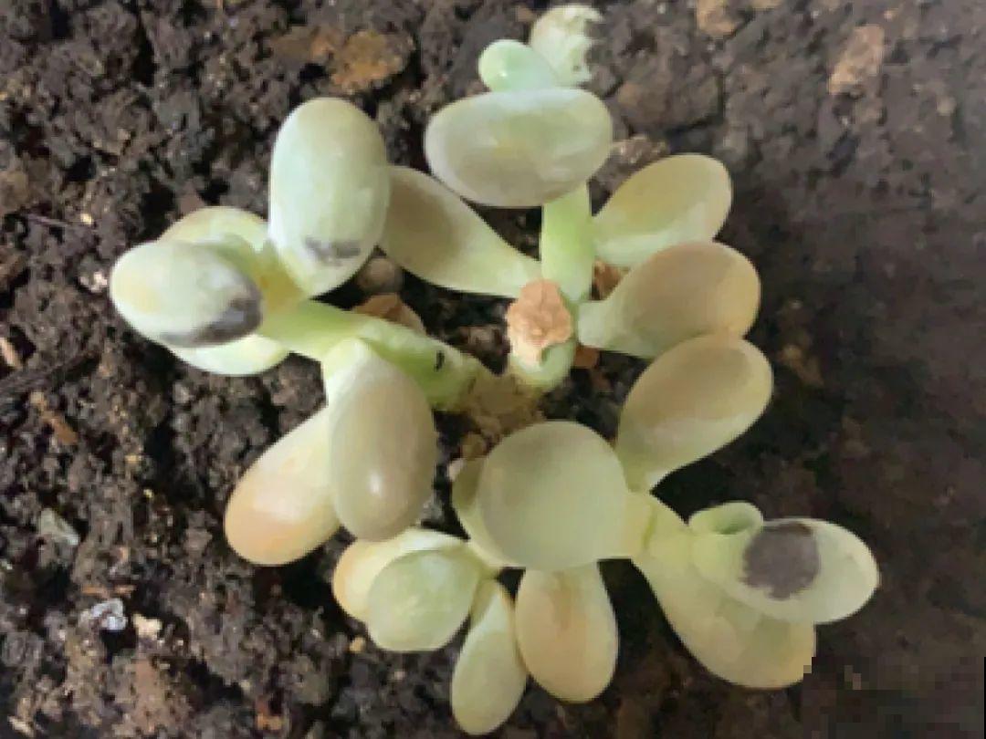 超过28℃,多肉7个现象就很危险,现在知道还不晚 超过28℃,多肉7个现象就很危险,现在知道还不晚