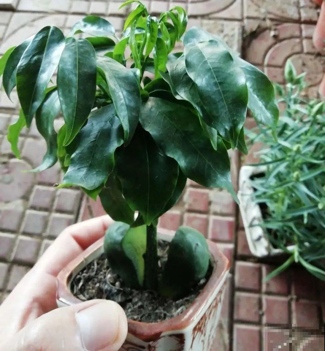 植物长了个大肚子，超级耐旱，一个月不浇水也死不了