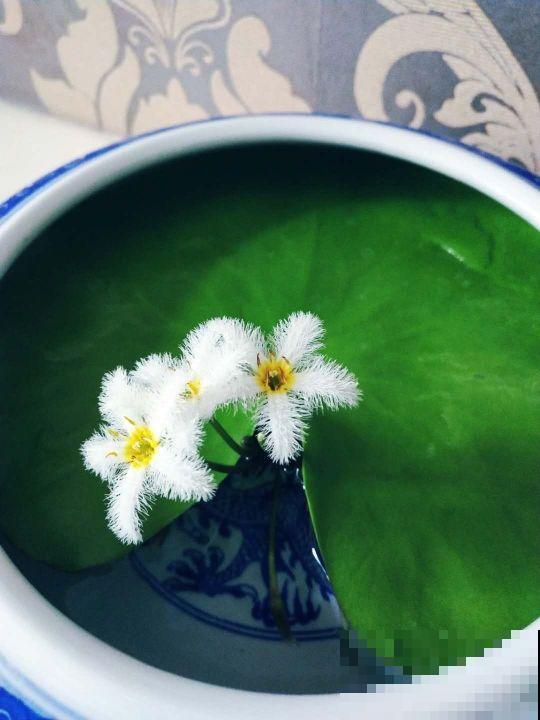 1种花只有1片叶,只需要一碗清水就能养,现在养到夏天长满缸! 1种花只有1片叶,只需要一碗清水就能养,现在养到夏天长满缸!