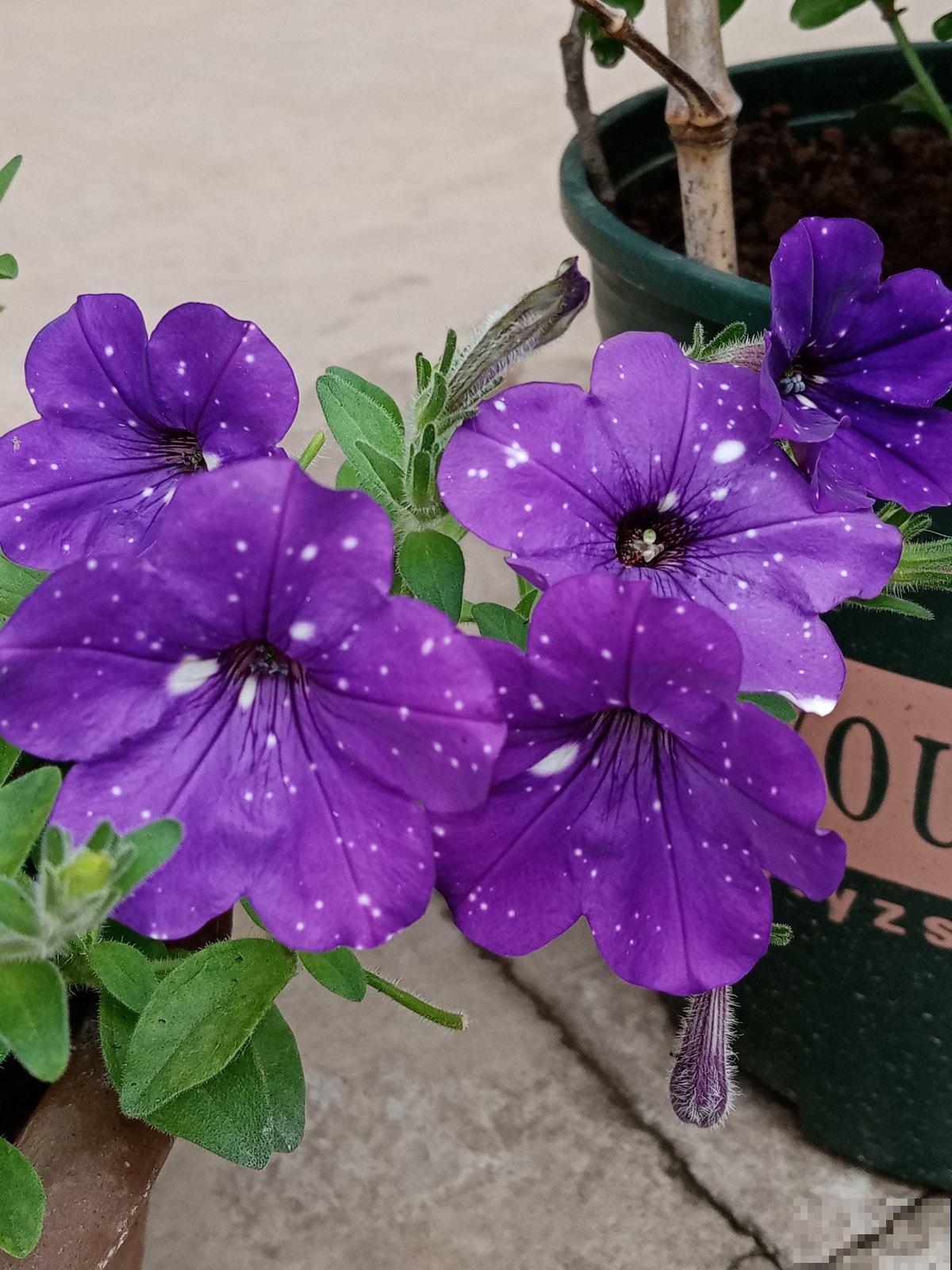 浪漫神秘的“星空矮牵牛”，花市少见，颜值超高