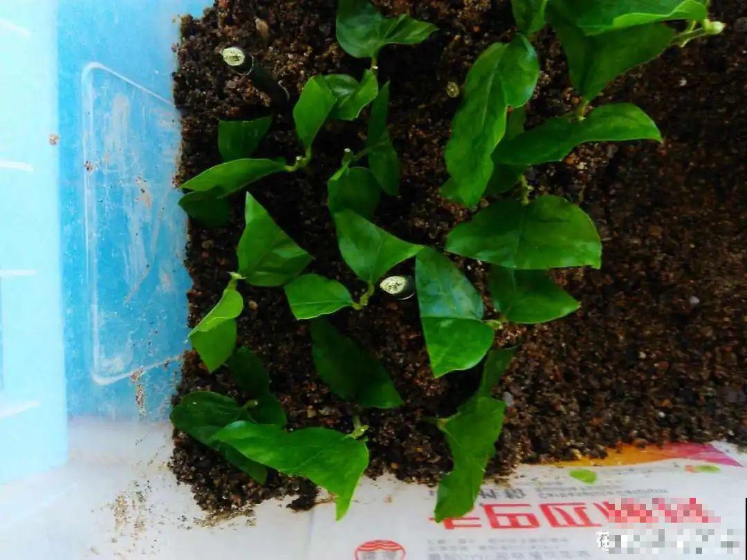 11种常见花，现在扦插，成活率特高