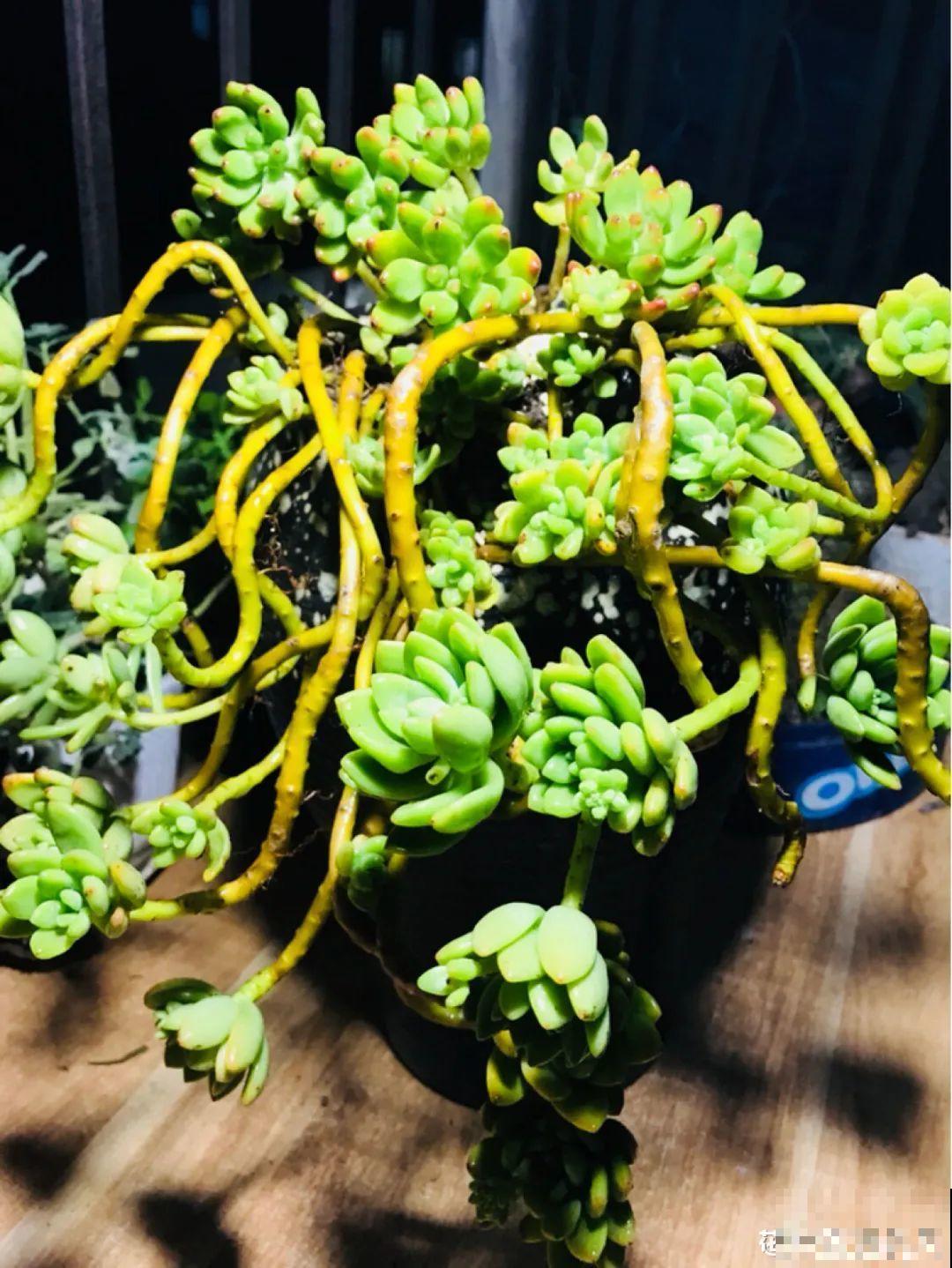 多肉长了“水桩”，不如砍了重来，实在太丑了