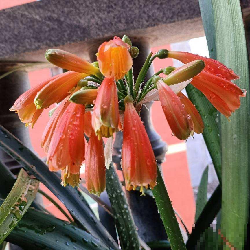 开花像“小喇叭”的植物，特别耐阴，没光也能开爆盆