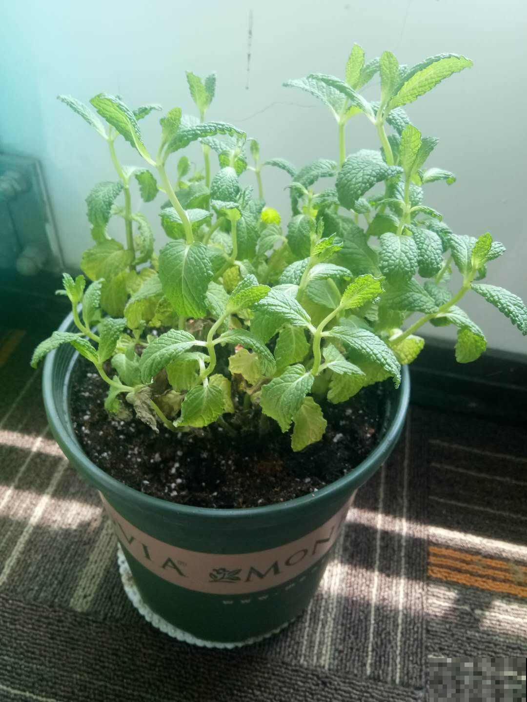 在家薄荷这么养,简单好看,闻着就神清气爽! 在家薄荷这么养,简单好看,闻着就神清气爽!
