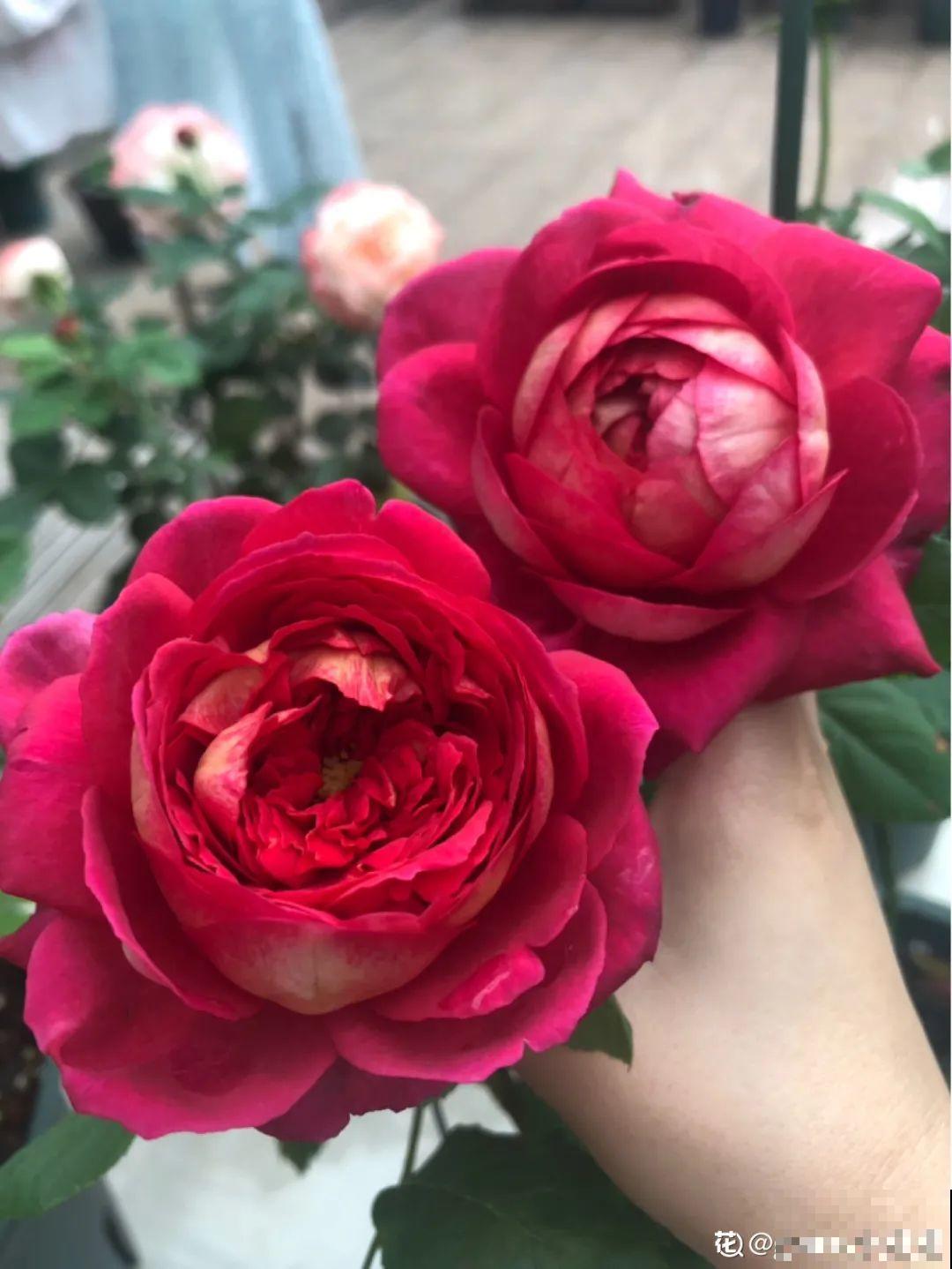 50种月季，各有各的美，哪一种是你的“菜”？