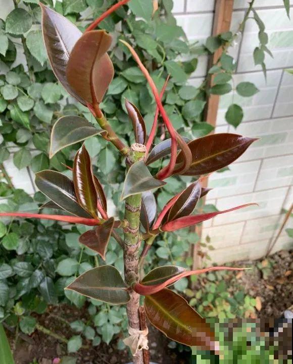 7种花要赶紧砍头,一头变多头,长得是真旺 7种花要赶紧砍头,一头变多头,长得是真旺