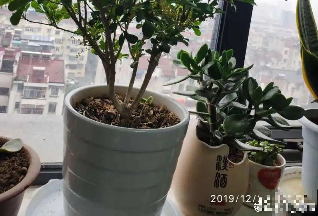 家里养了月季,花后使劲剪,越剪越开花,真省心 家里养了月季,花后使劲剪,越剪越开花,真省心