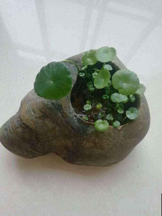 铜钱草剪一刀，懒腰剪秃，一周小芽就密密麻麻