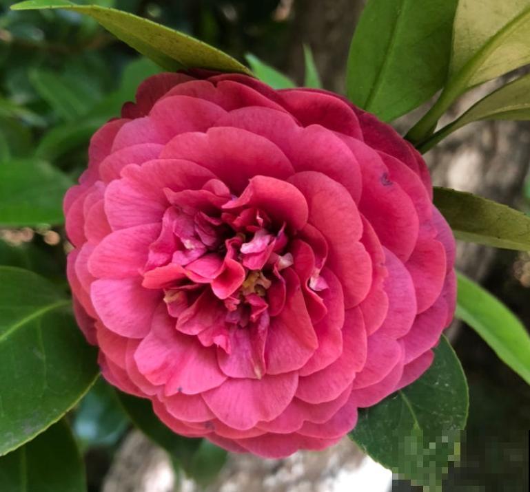 80种常见花卉，读过后，花名难不倒你