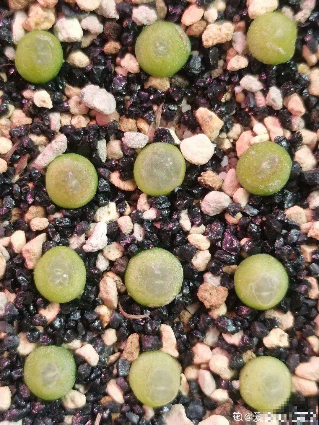 养多肉的人里，有一群“屁股花”爱好者，养的多肉超可爱