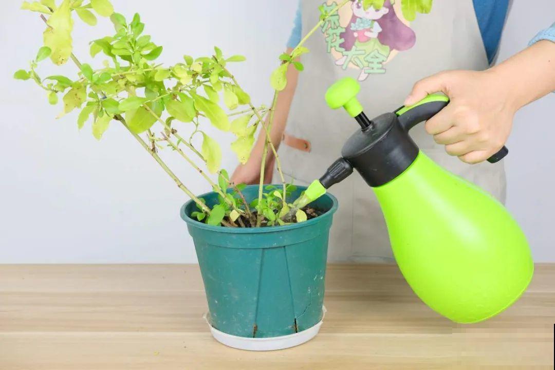 8种花开始慢慢睡醒了， 现在长得正旺，多浇水施肥， 开花更多！